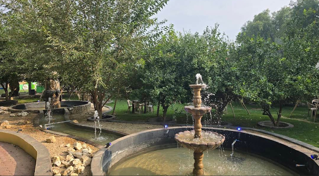 مزرعة التوت الأسود