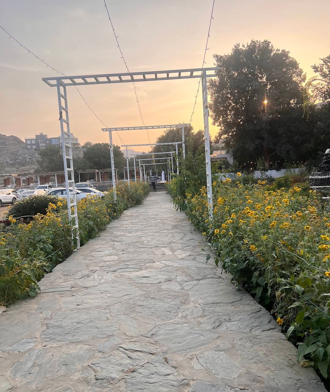 مزرعة أعناب